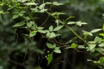 Cayratia gracilis