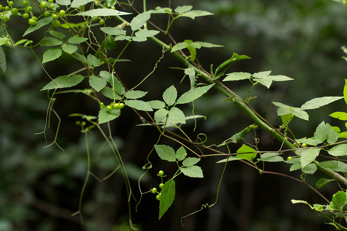 Cayratia gracilis Cayratia gracilis