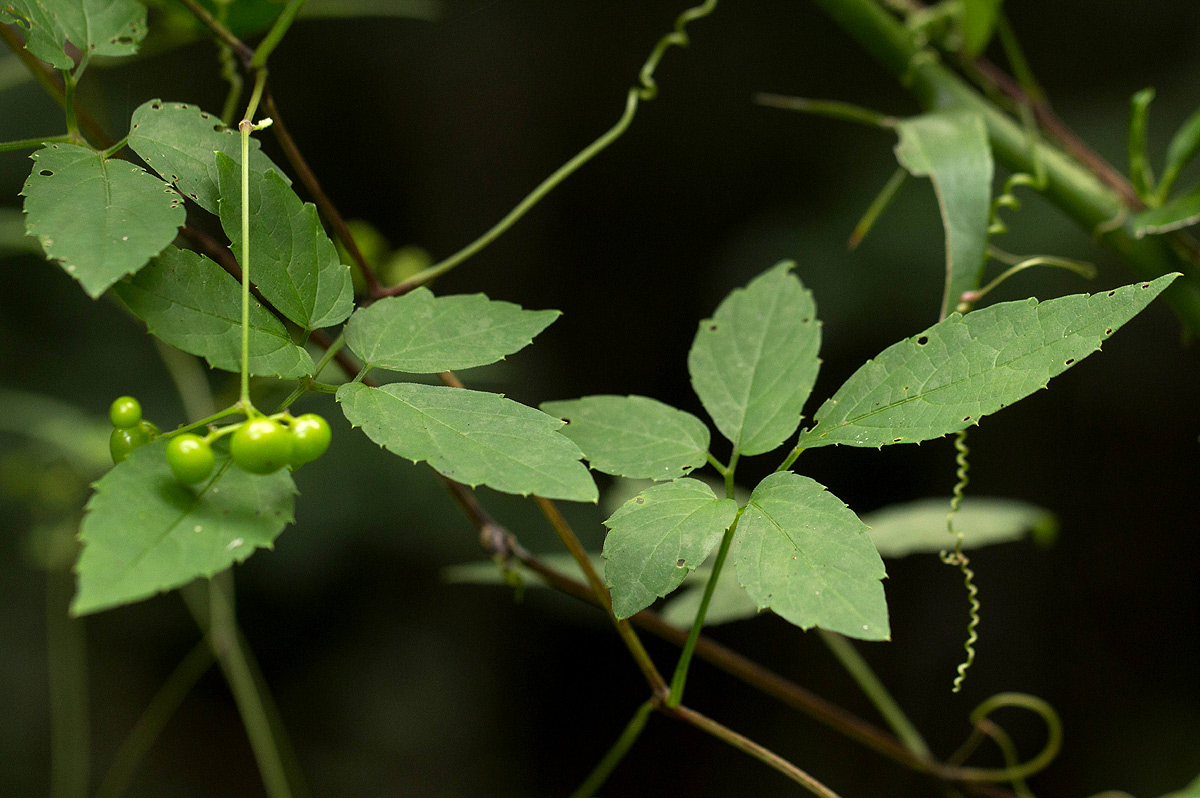 Cayratia gracilis
