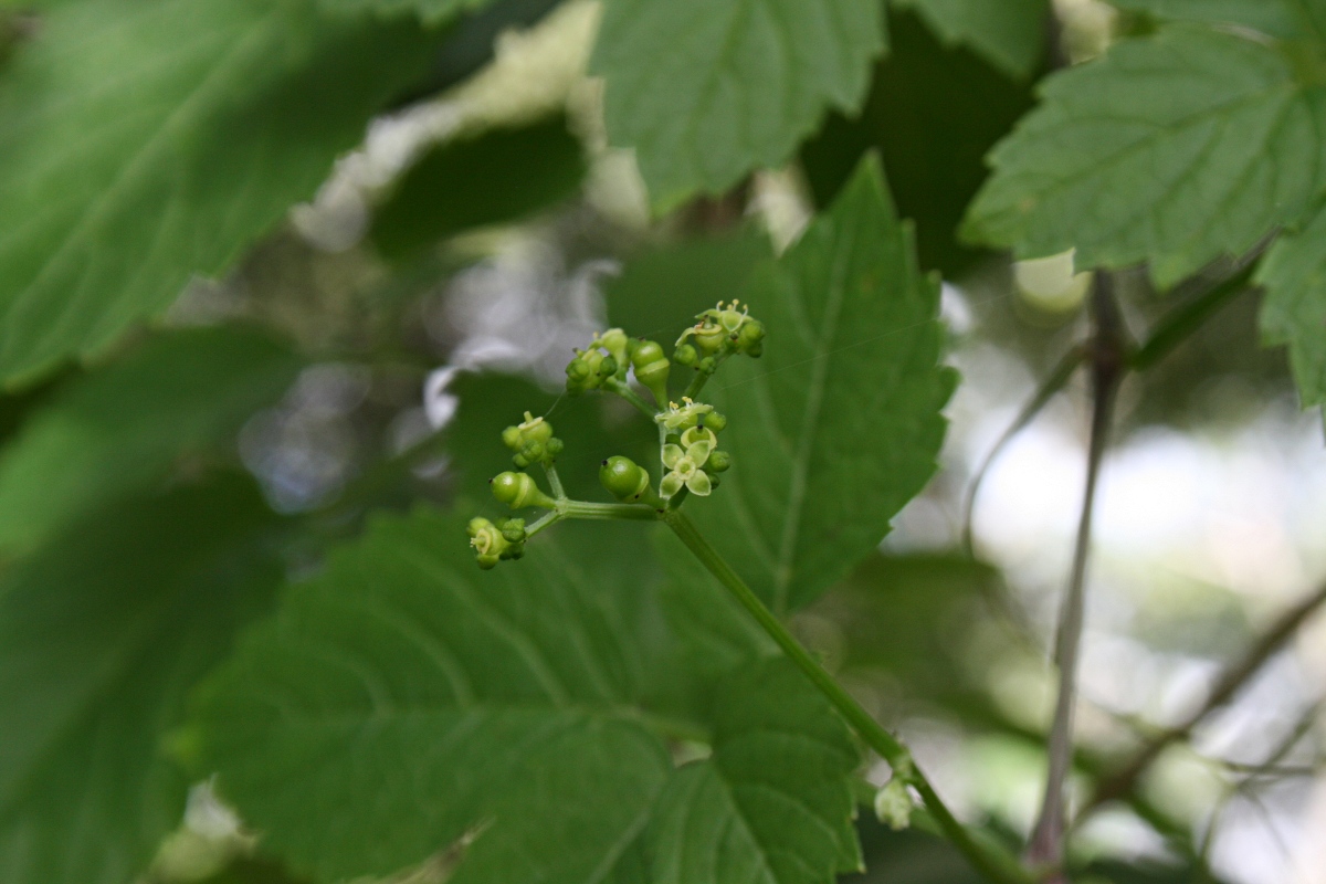 Cayratia gracilis