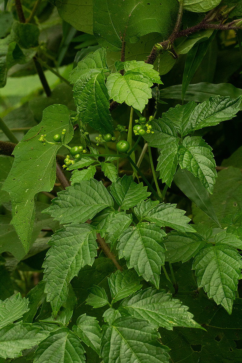Cayratia gracilis