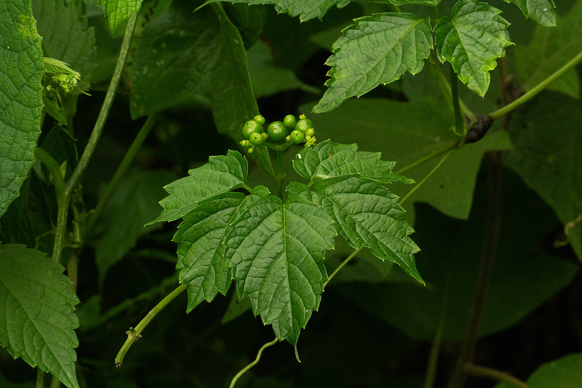 Cayratia gracilis Cayratia gracilis