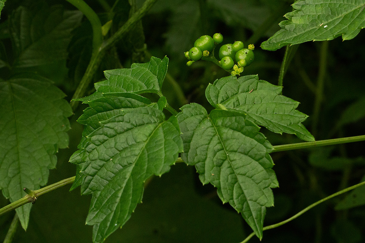 Cayratia gracilis Cayratia gracilis