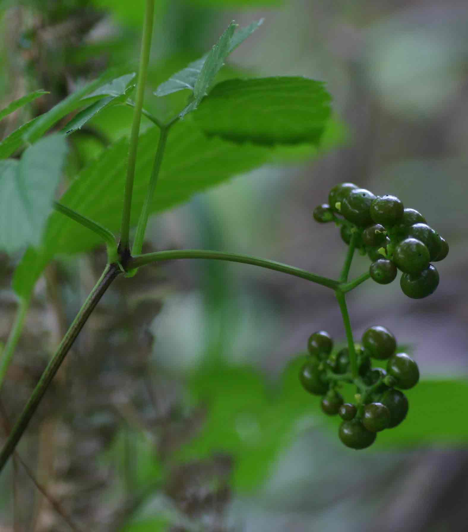 Cayratia gracilis Cayratia gracilis