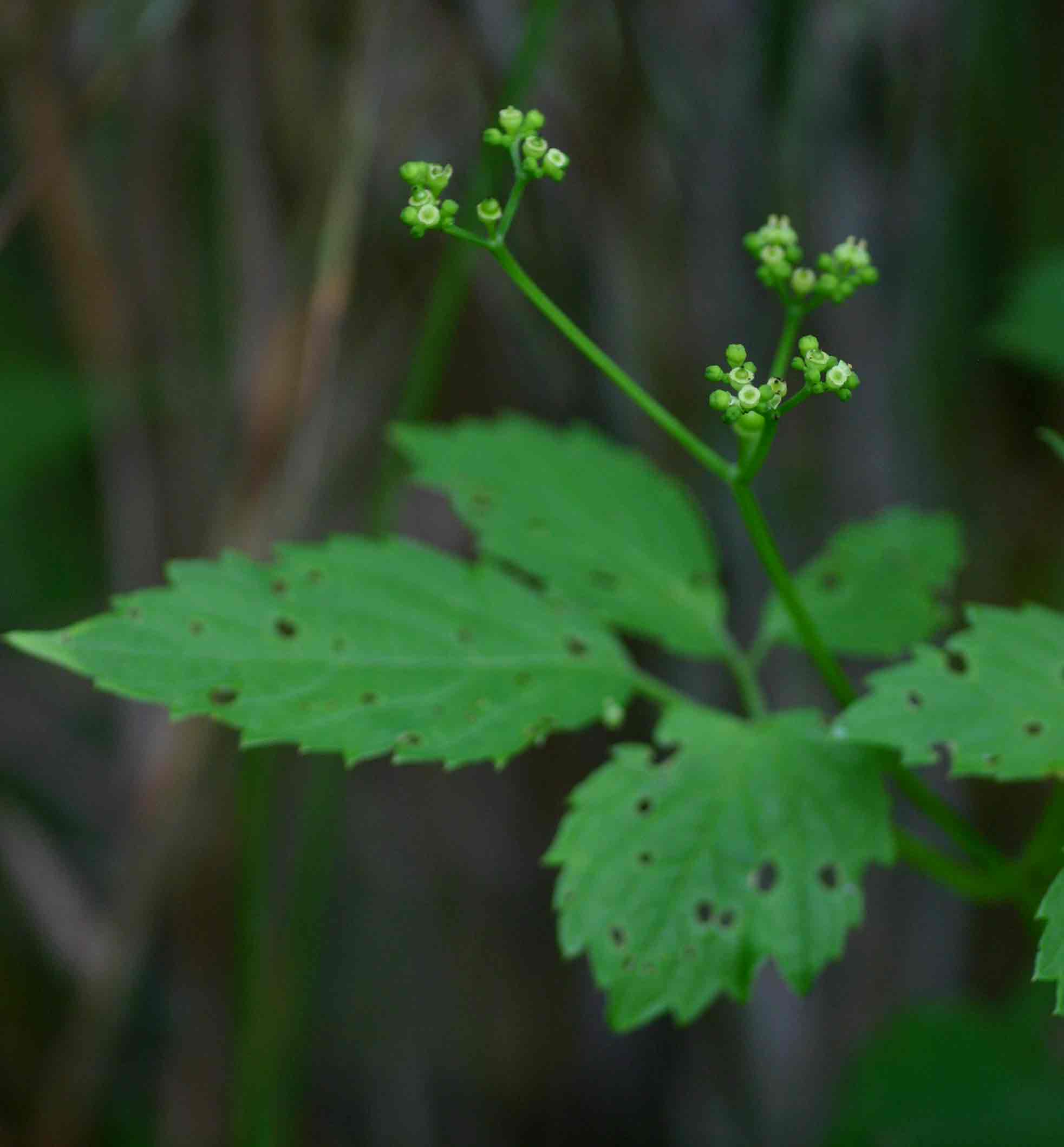 Cayratia gracilis Cayratia gracilis