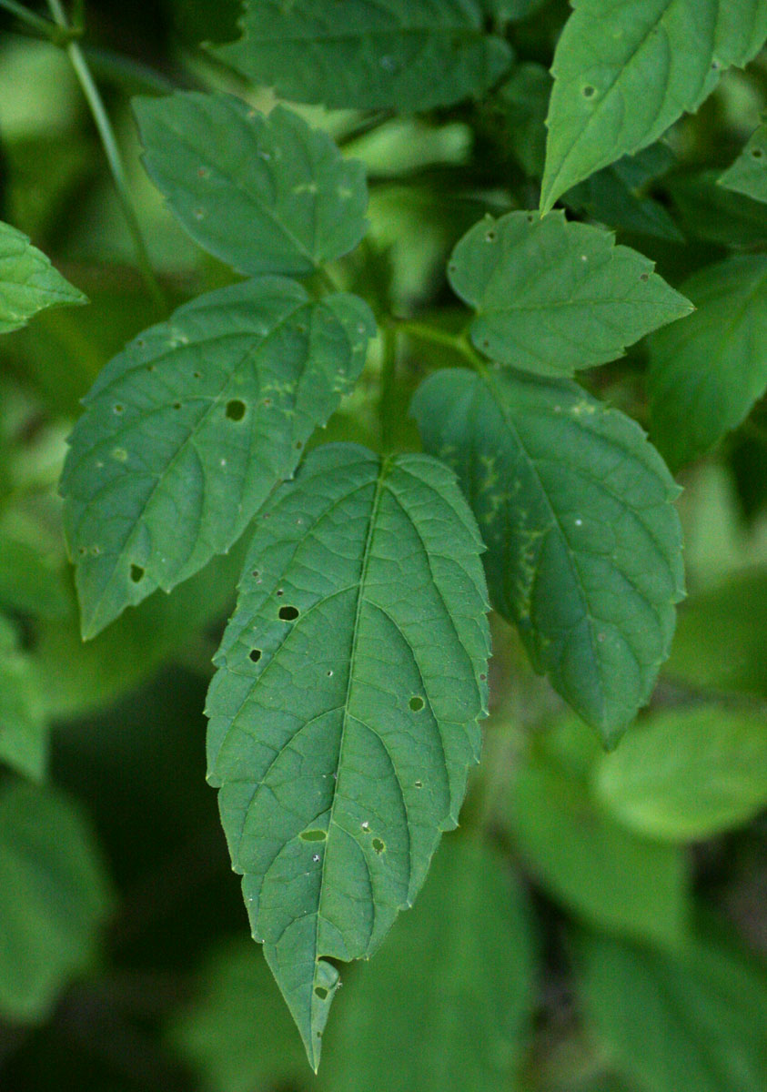 Cayratia gracilis Cayratia gracilis