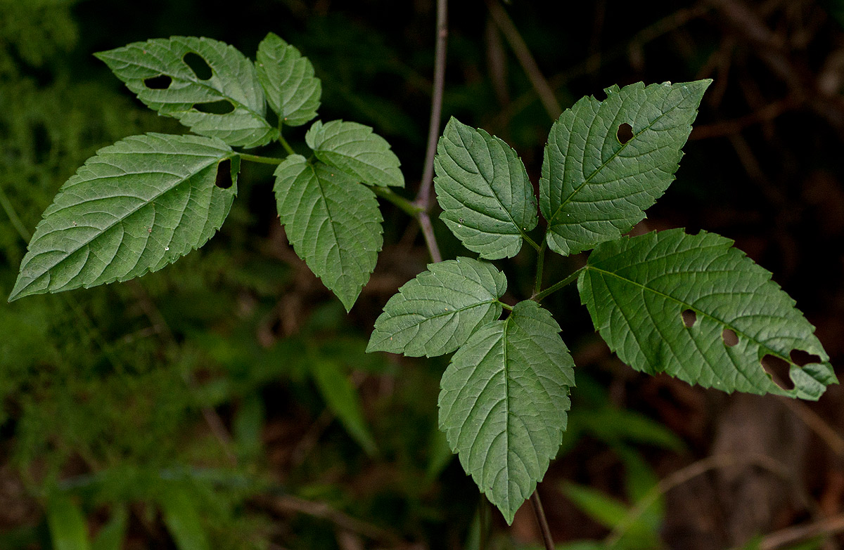 Cayratia gracilis
