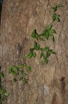 Cayratia gracilis