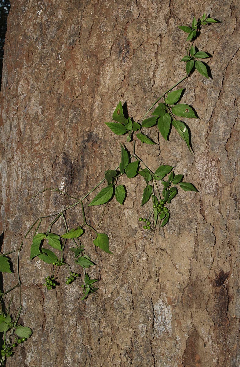 Cayratia gracilis Cayratia gracilis