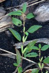 Corchorus aestuans