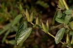 Corchorus fascicularis