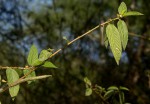 Corchorus olitorius