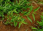 Corchorus tridens