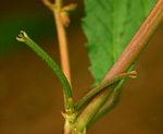 Corchorus tridens