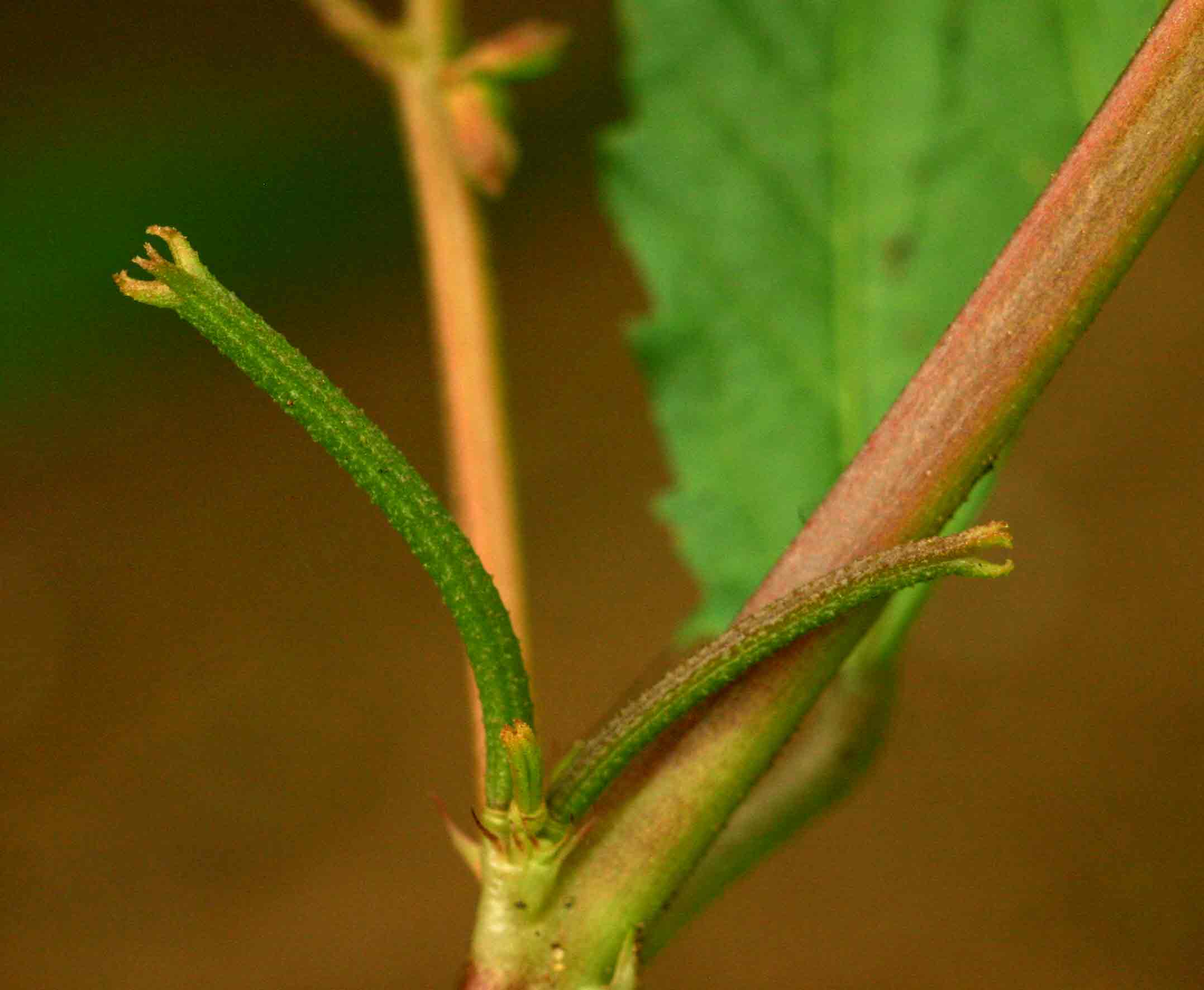 Corchorus tridens Corchorus tridens