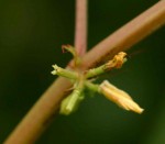 Corchorus tridens