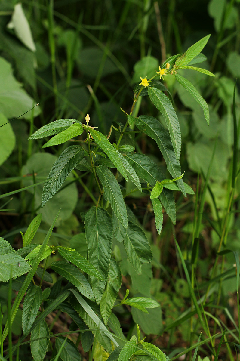 Corchorus trilocularis Corchorus trilocularis