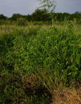 Corchorus trilocularis