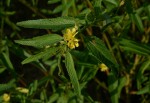 Corchorus trilocularis