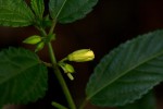 Corchorus trilocularis