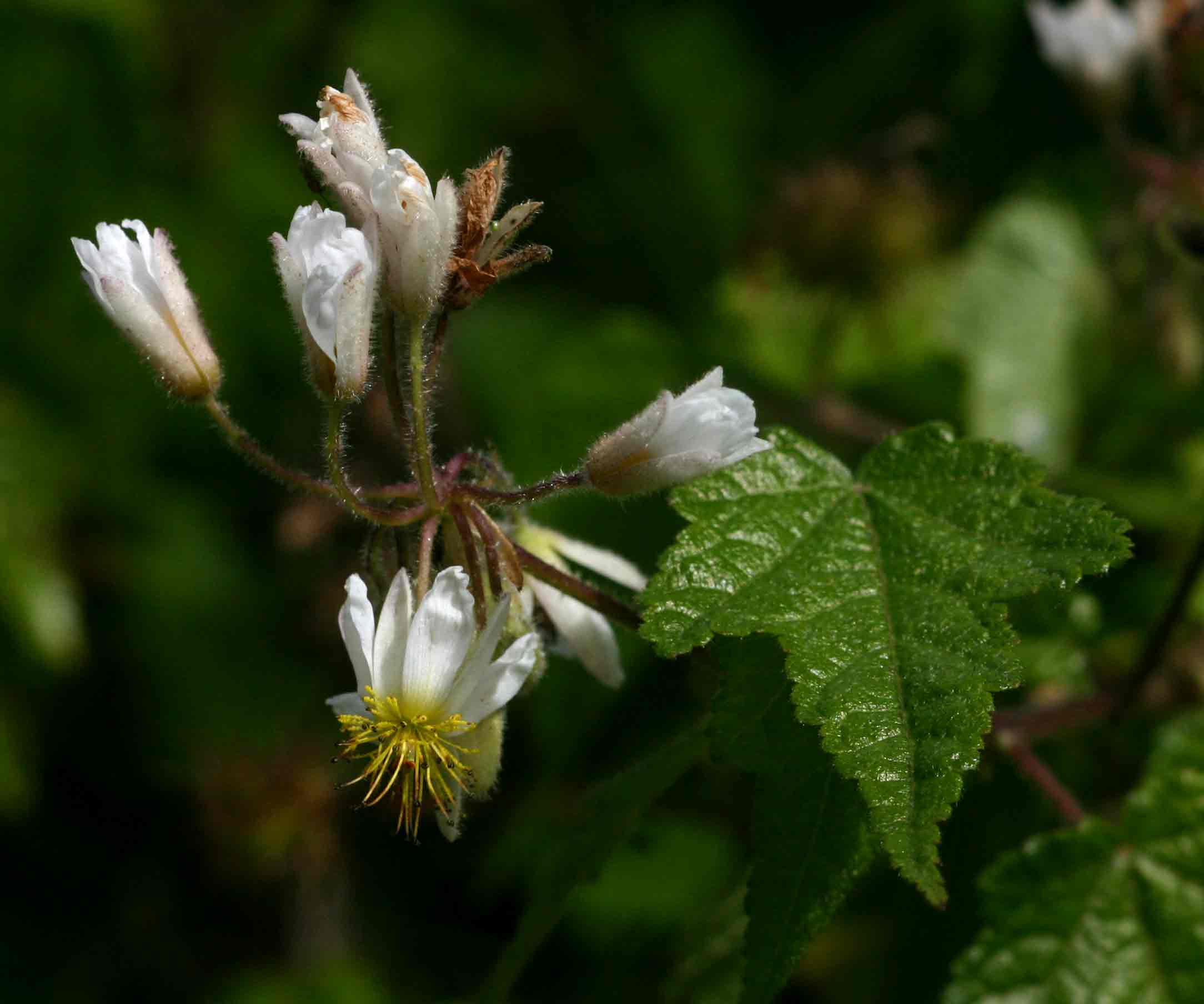 Sparrmannia ricinocarpa subsp. ricinocarpa Sparrmannia ricinocarpa subsp. ricinocarpa