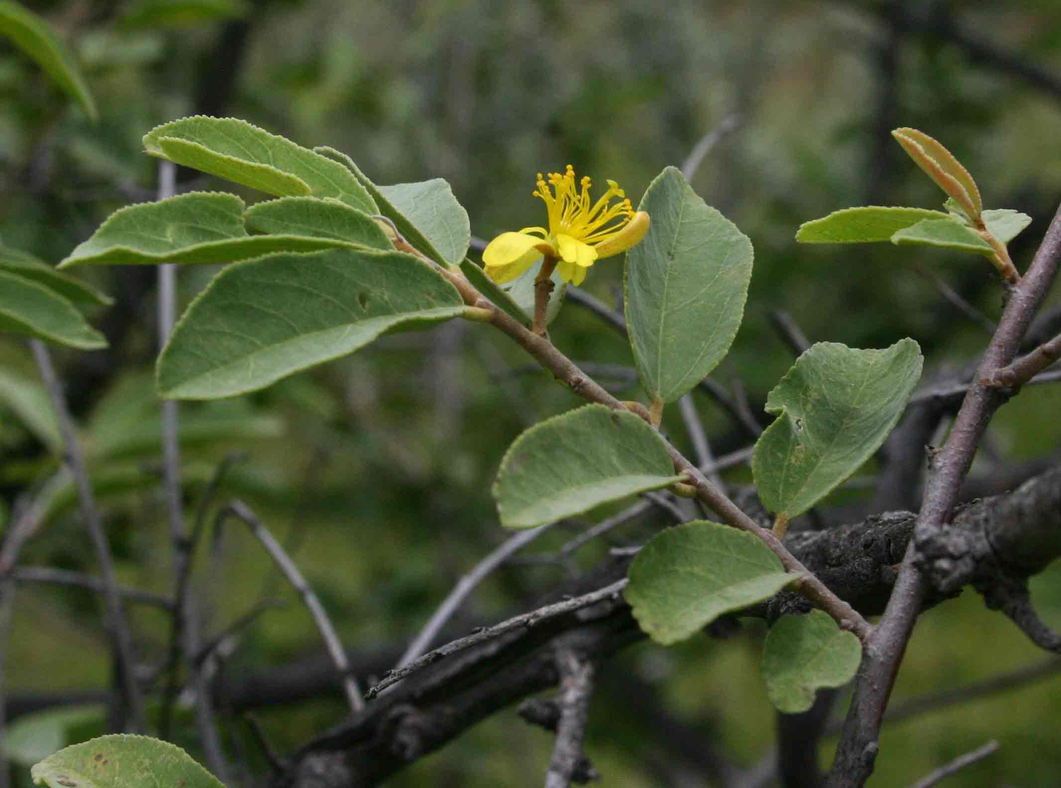 Grewia bicolor Grewia bicolor