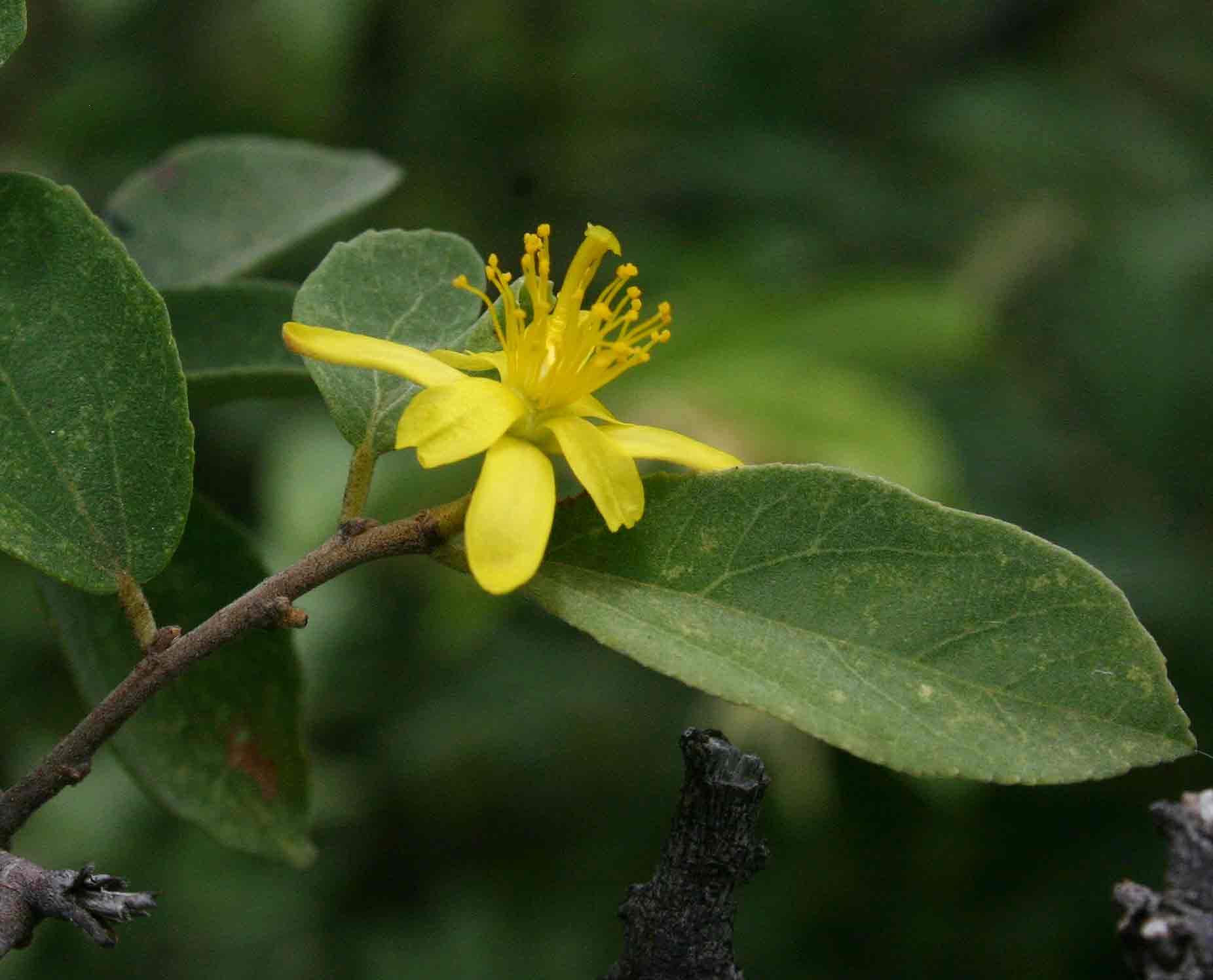 Grewia bicolor Grewia bicolor
