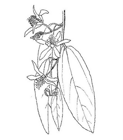 Grewia bicolor Grewia bicolor