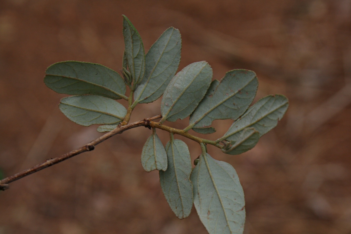 Grewia bicolor Grewia bicolor