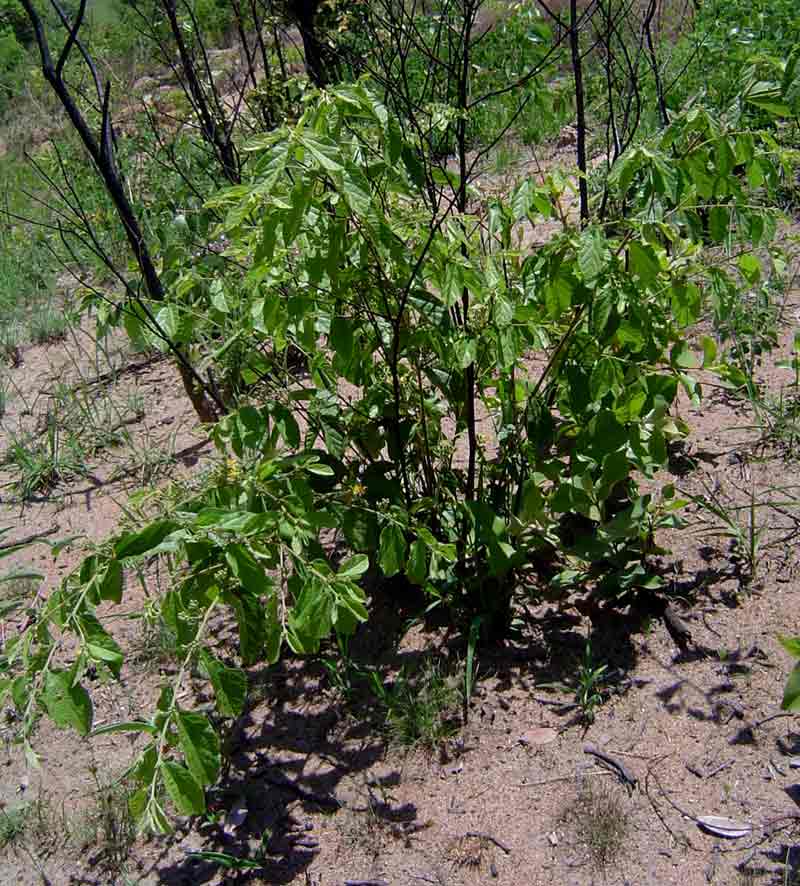 Grewia decemovulata Grewia decemovulata