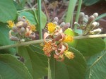 Grewia decemovulata