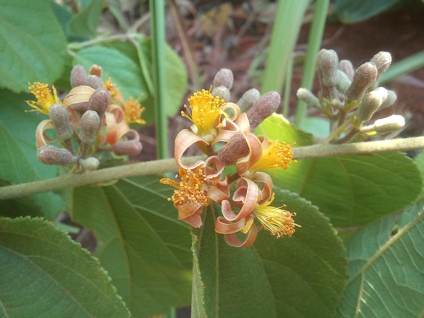 Grewia decemovulata