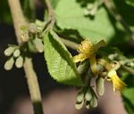 Grewia decemovulata
