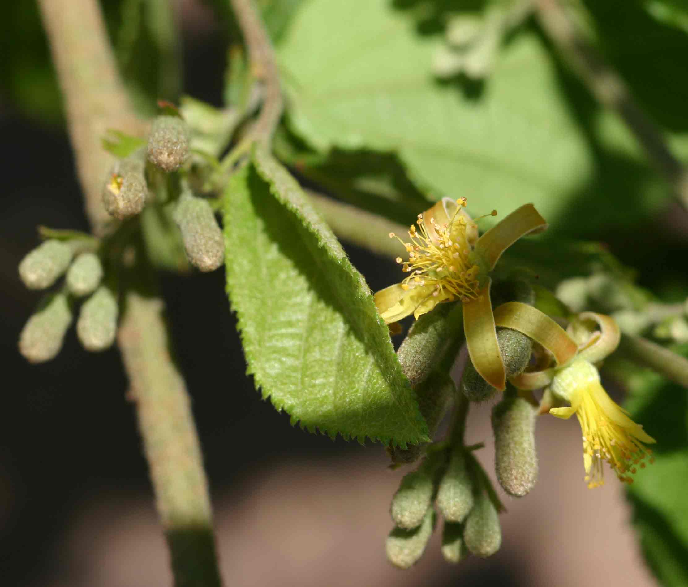 Grewia decemovulata Grewia decemovulata