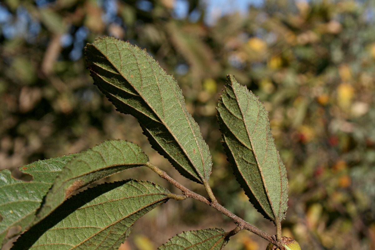 Grewia decemovulata Grewia decemovulata