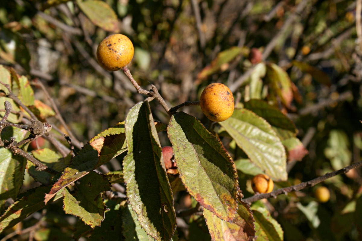 Grewia decemovulata Grewia decemovulata
