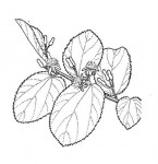 Grewia decemovulata