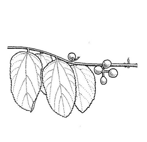 Grewia decemovulata Grewia decemovulata