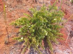 Grewia decemovulata