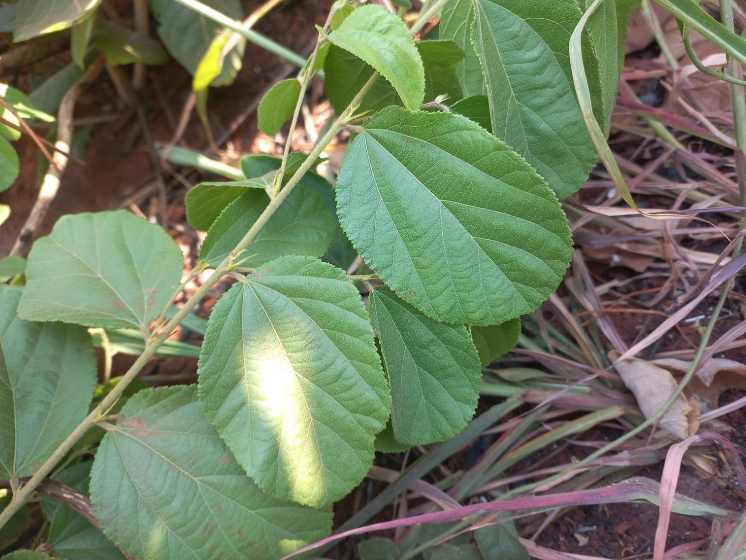 Grewia decemovulata