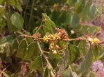 Grewia decemovulata