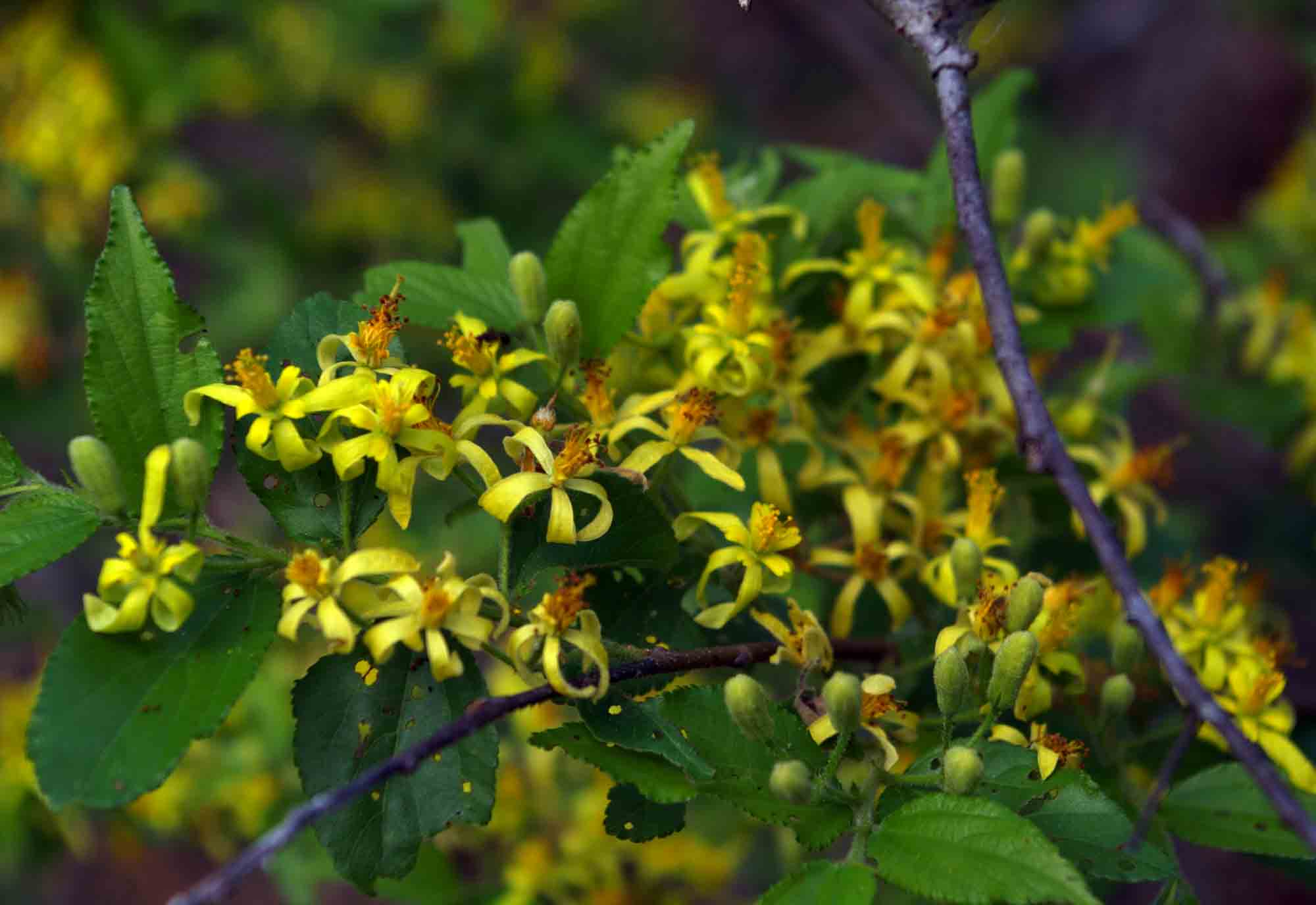 Grewia microcarpa Grewia microcarpa