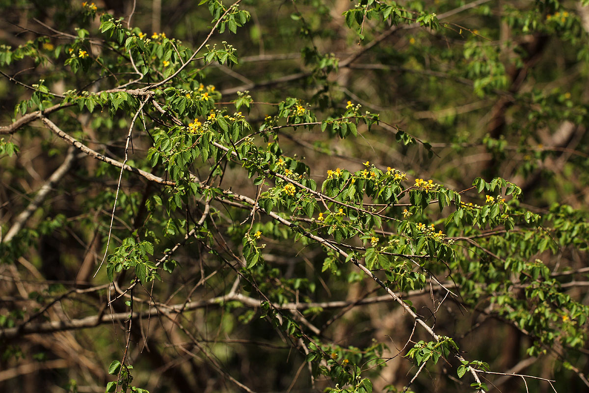 Grewia microcarpa Grewia microcarpa