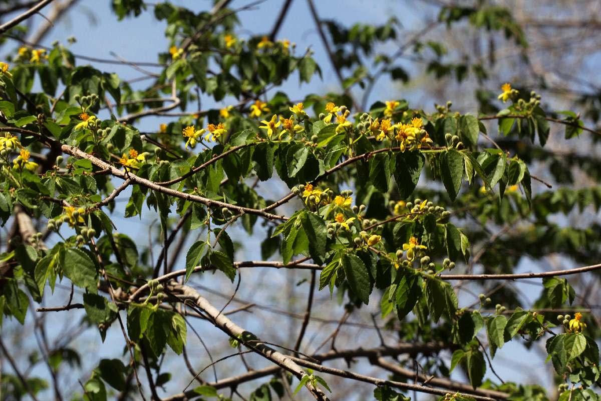 Grewia microcarpa Grewia microcarpa