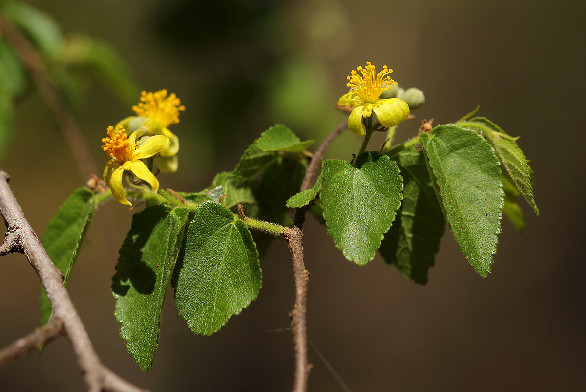 Grewia microcarpa Grewia microcarpa