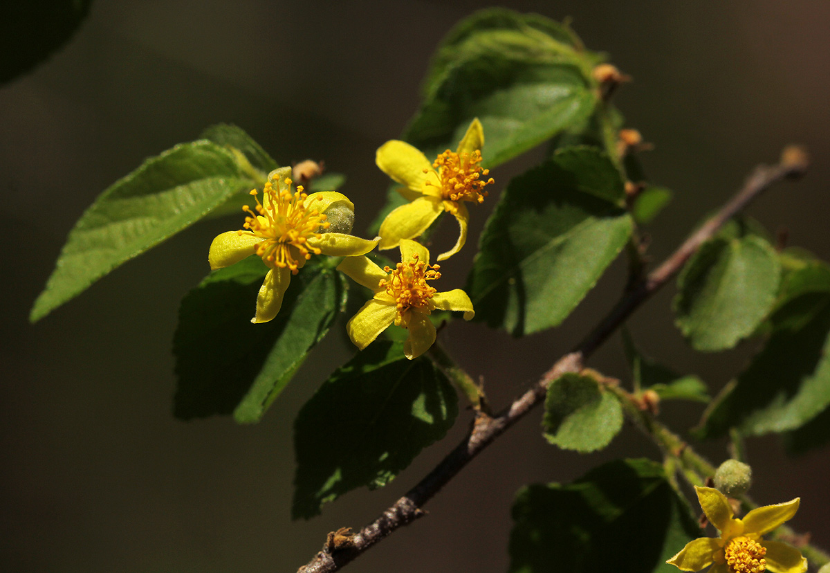 Grewia microcarpa Grewia microcarpa