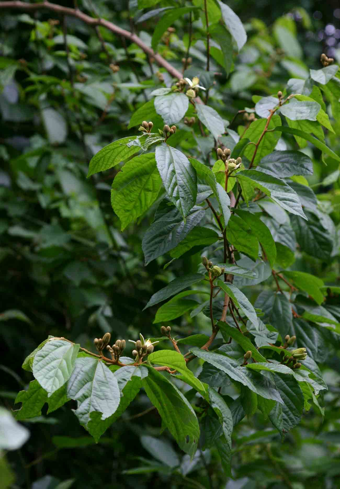 Grewia stolzii Grewia stolzii
