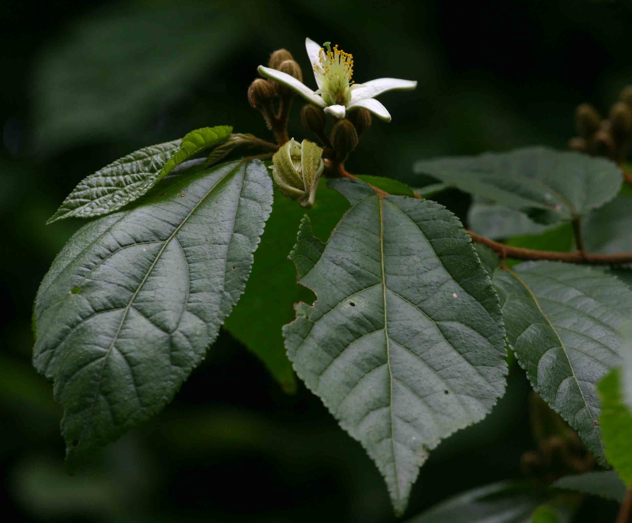Grewia stolzii Grewia stolzii