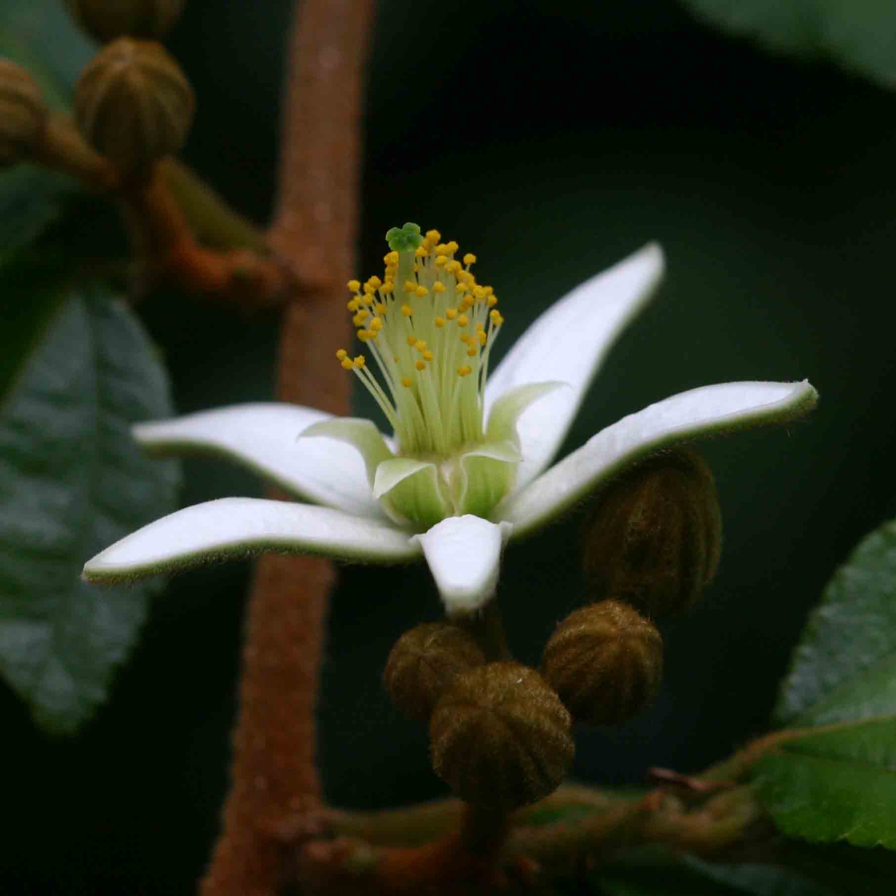 Grewia stolzii Grewia stolzii