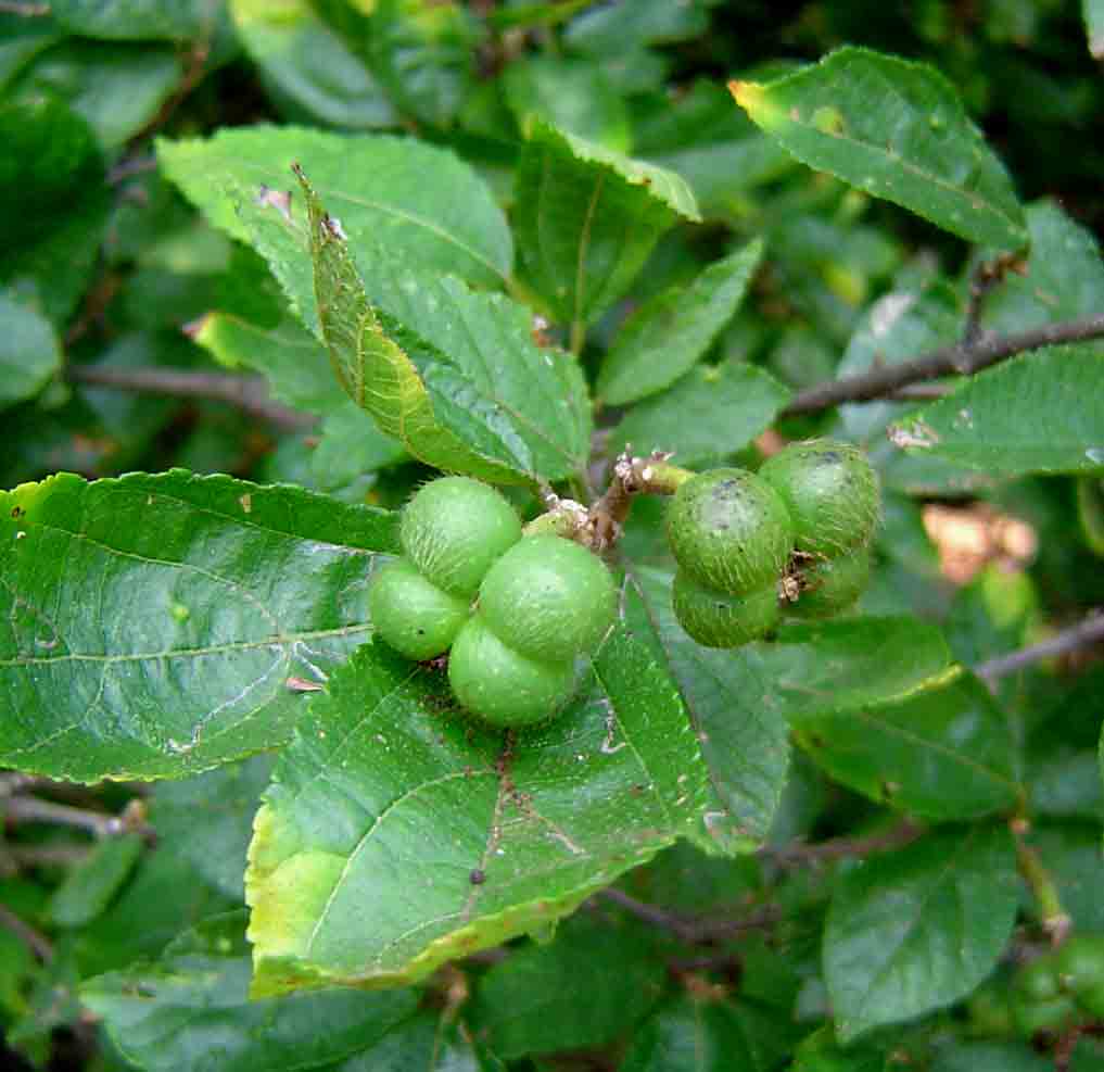 Grewia stolzii Grewia stolzii